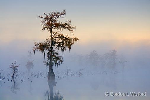 Lake Martin Cypress_26130.jpg - Photographed in the Cypress Island Preserve near Breaux Bridge, Louisiana, USA.